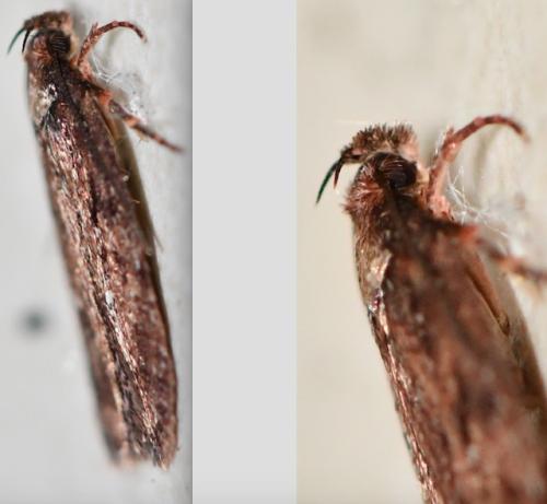Depressaria sp.